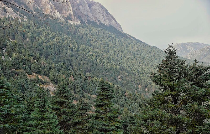 Arroyo del Quejigo